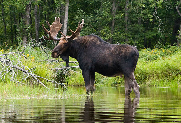moose sulla riva del fiume penobscot, maine - alce maschio foto e immagini stock