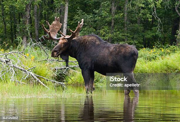 Moose На Берегу Мэн Река Пенобскот — стоковые фотографии и другие картинки Лось - Оленевые - Лось - Оленевые, Лось - Самец, Мэн