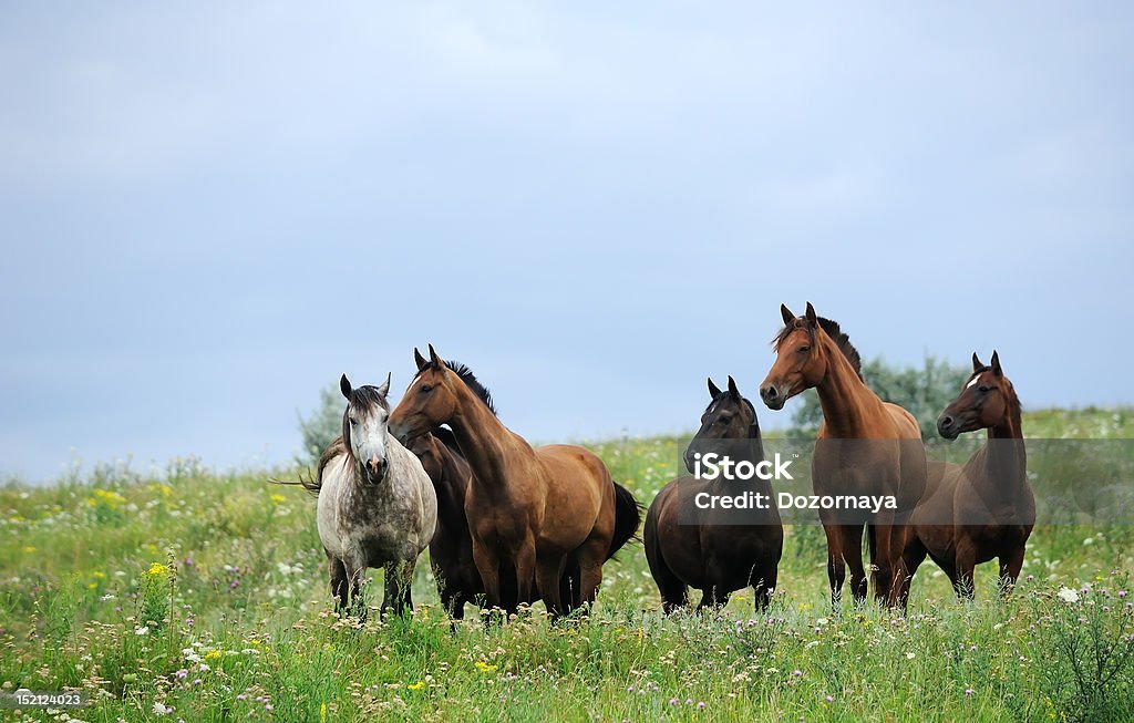 three wild horses on the field herd of wild horses on the fieldthree wild horses playing on the field Activity Stock Photo