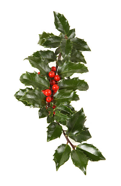 istock Perfect Sprig of Holly 152124082