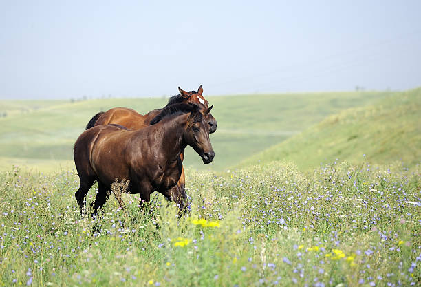 istock three wild horses on the field 152124102