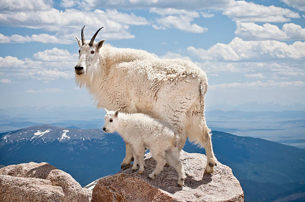 cabra da montanha com criança - wild goat flash imagens e fotografias de stock