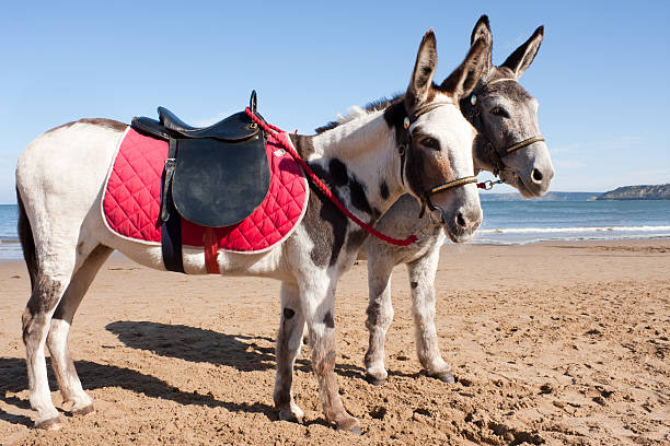 istock Typically british- Donkey rides on the beach 152124515