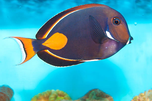 Achilles Tang or Surgeon Fish Achilles Tang or Surgeon Fish in Aquarium acanthurus achilles stock pictures, royalty-free photos & images