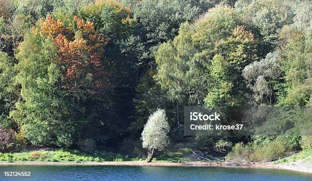 Its Fall In The Woods Stock Photo - Download Image Now - Germany, Horizontal, No People