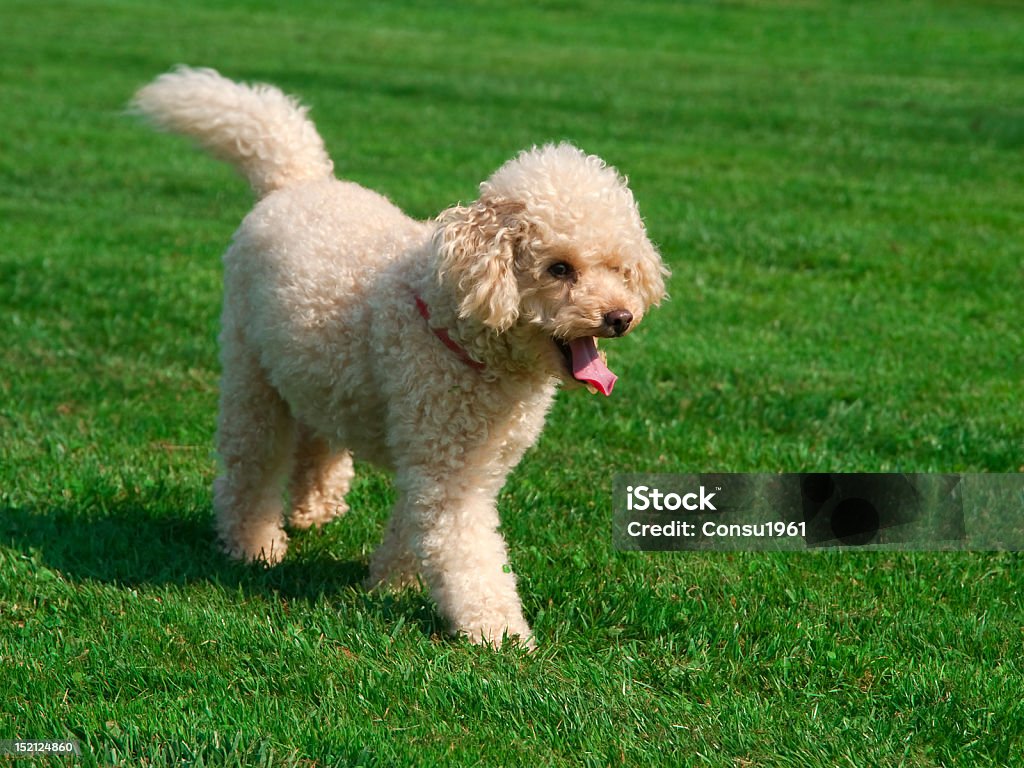 perro - Foto de stock de Aire libre libre de derechos