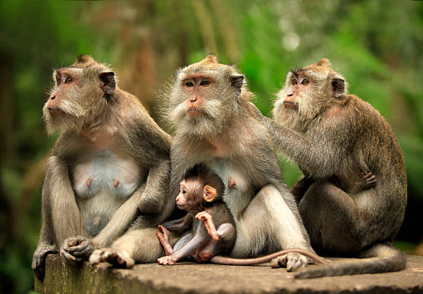 istock Family of monkeys 152124888