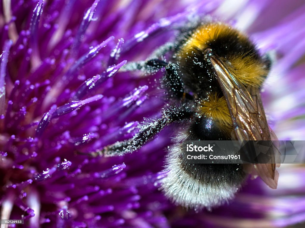 abeja - Foto de stock de Abeja libre de derechos