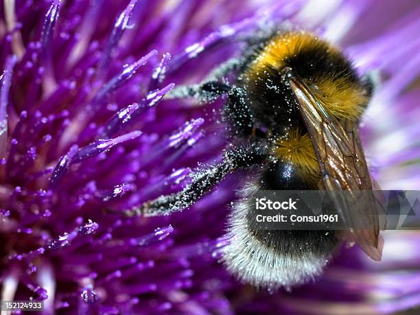 Abeja Foto de stock y más banco de imágenes de Abeja - Abeja, Aire libre, Ala de animal