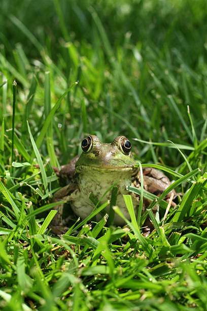 istock American Bullfrog in the Grass 152125161
