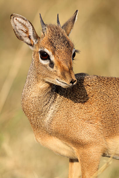 Dikdik, più piccolo Antilope la savanna, Serengeti - foto stock