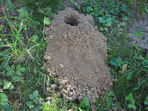 ground nesting excavated by animals in e meadow
