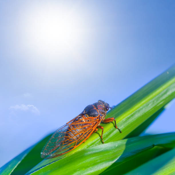 istock closeup huge cicada sit on the corn leaf at summer sunny day 1521255326