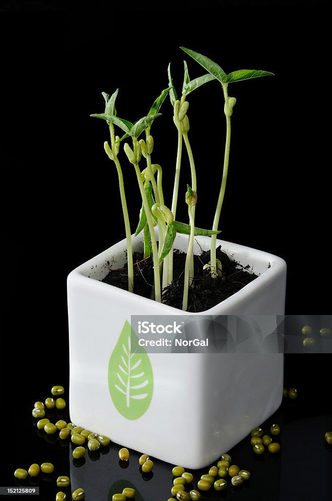 mung bean sprouts mung bean sprouts grow on black soil in the white flowerpot isolate on black background Bean Stock Photo