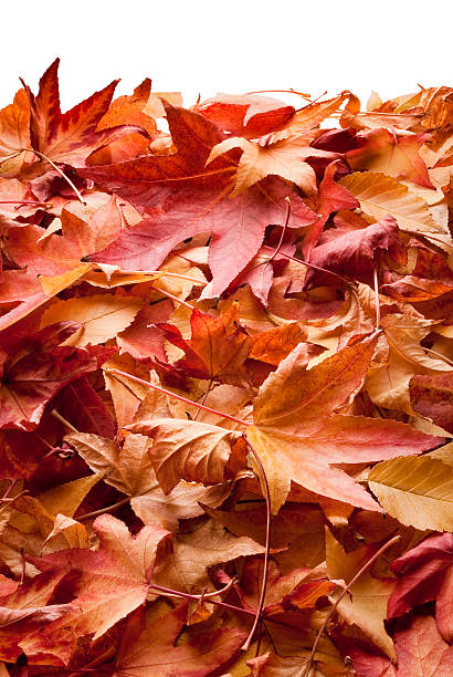 leafs in autumn stock photo