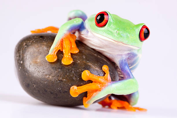 istock Red eyed frog on stone 152126139