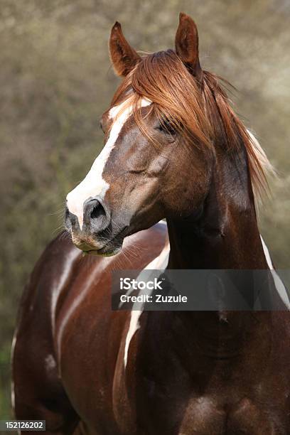 Majestic Brown And White Paint Horse Stock Photo - Download Image Now - Horse, Springtime, Paint