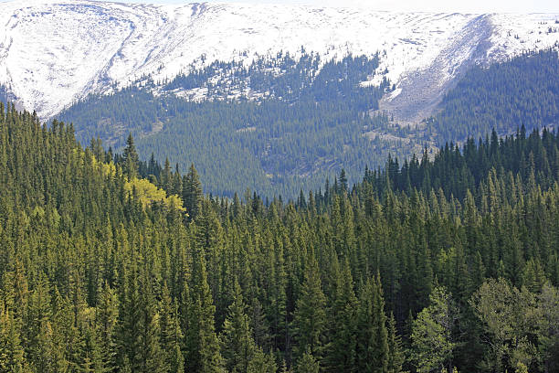 Canadian Rockies stock photo