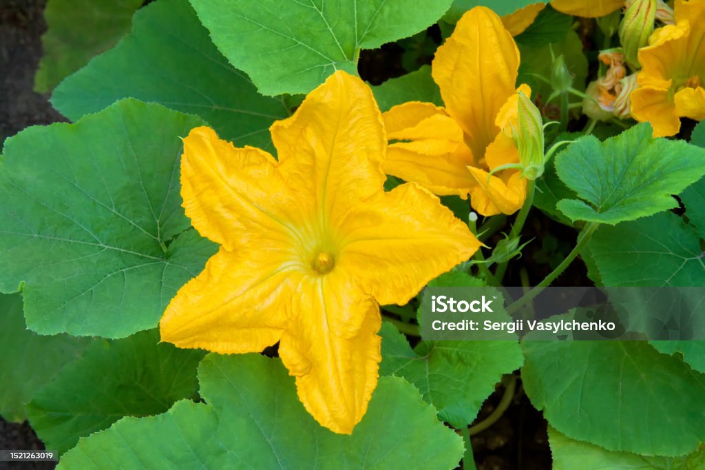 Natural zucchini flower close-up. Natural zucchini flower close-up. Growing organic vegetables in the garden. Blossom Stock Photo