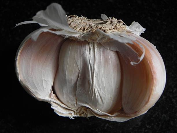 Garlic stock photo