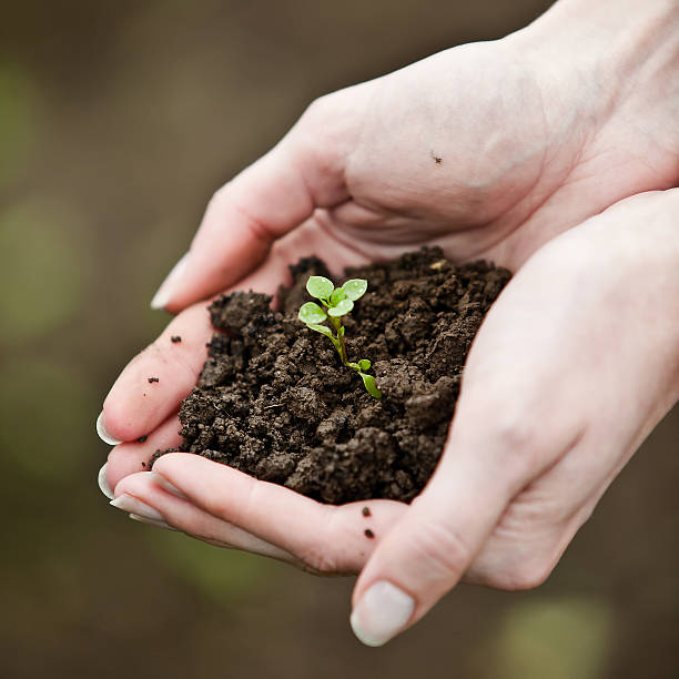 istock Hand holding a fresh young plant 152126354
