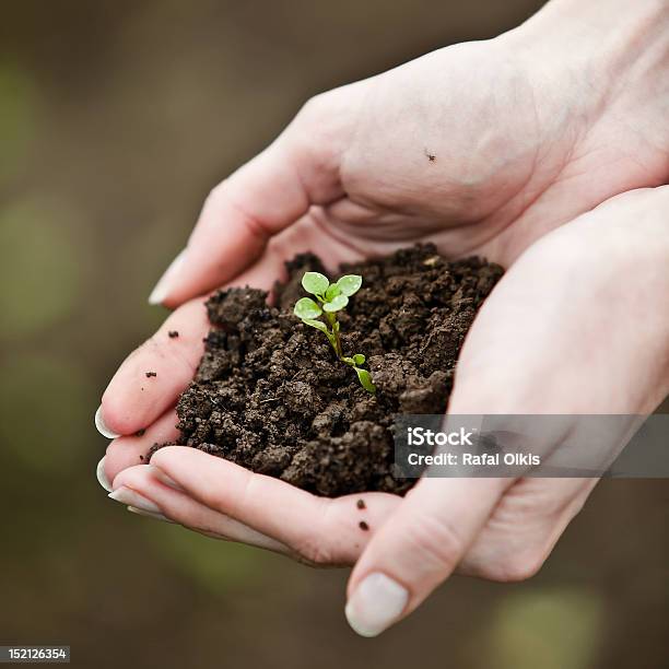 Hand Holding A Fresh Young Plant Stock Photo - Download Image Now - Annual - Plant Attribute, Beginnings, Care