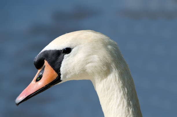 istock head  of a swan 1521263541
