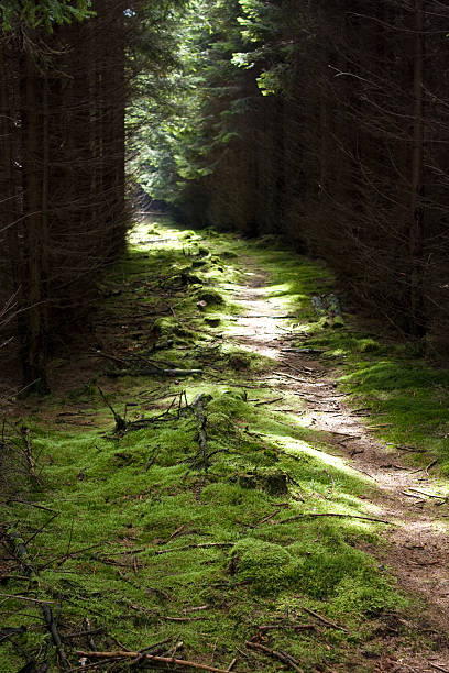 Forest Path stock photo