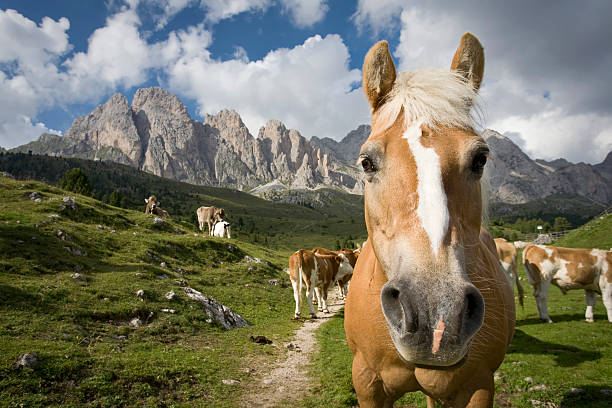 istock Haflinger Horse with Fisheye Lens 152127644