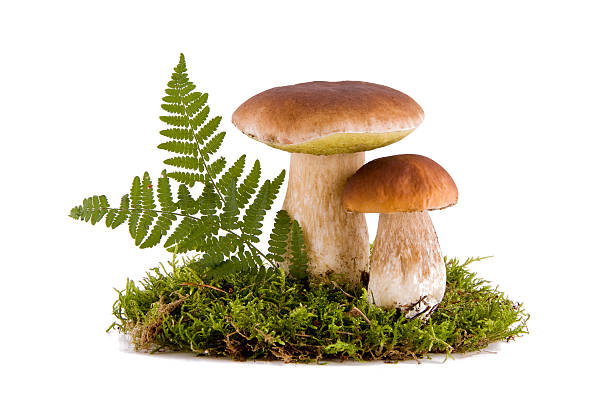 ポルチーニ茸 2 - edible mushroom food fungus isolated ストックフォトと画像