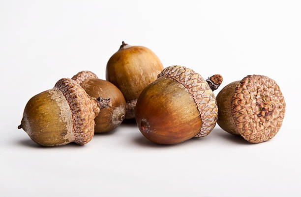 Acorns isolated on a white background Acorns, isolated on white acorn photos stock pictures, royalty-free photos & images