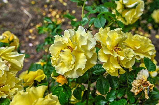 istock yellow rose Freesia on green leaves background 1521277508