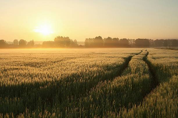 misty paisaje rural - morning cereal plant fog corn crop fotografías e imágenes de stock