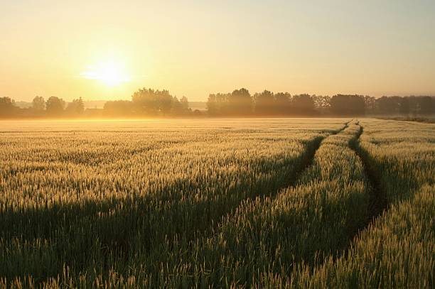 misty 田園風景 - morning cereal plant fog corn crop ストックフォトと画像