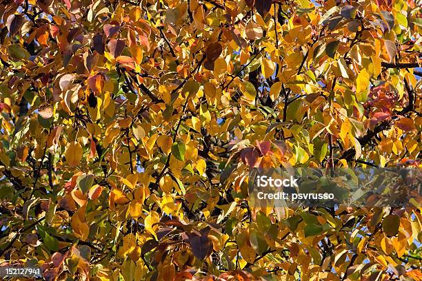 Hojas De Otoño Foto de stock y más banco de imágenes de Abstracto - Abstracto, Aire libre, Amarillo - Color