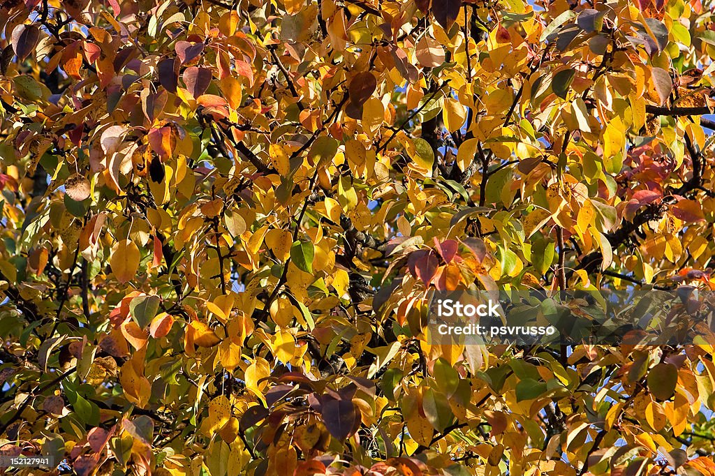 foglie autunnali - Foto stock royalty-free di Albero