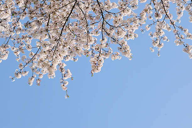 Sakura with blue sky stock photo