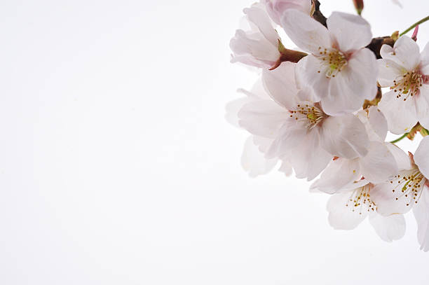 Sakura close-up stock photo