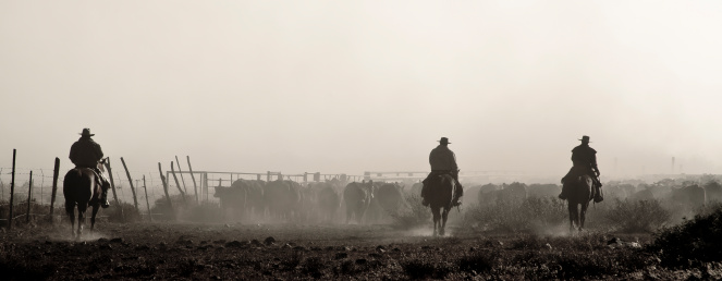 Western, Rugged, Cattle, Round Up, Cowboys, Horse Back, Dusty, Silhouette, Herding, Ranchers, Wranglers