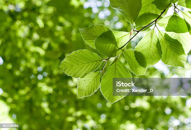 Alder Leafs Stock Photo - Download Image Now - Alder Tree, Backgrounds, Beauty