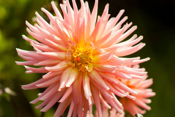 istock Pink color Chrysanthemum flower close-up 1521282127