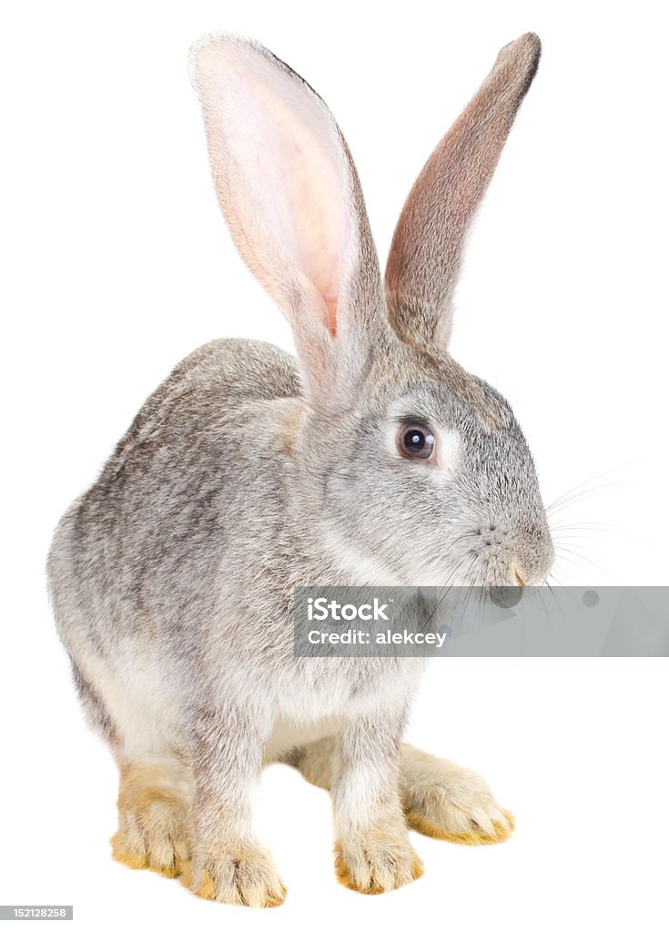 rabbit close-up rabbit, isolated on white Animal Stock Photo