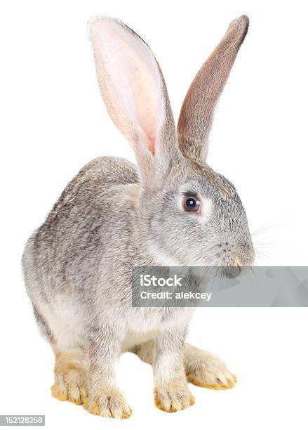 Rabbit Stock Photo - Download Image Now - Animal, Animal Body Part, Animal Ear