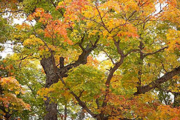 Los colores del otoño - foto de stock