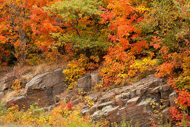 Los colores del otoño - foto de stock