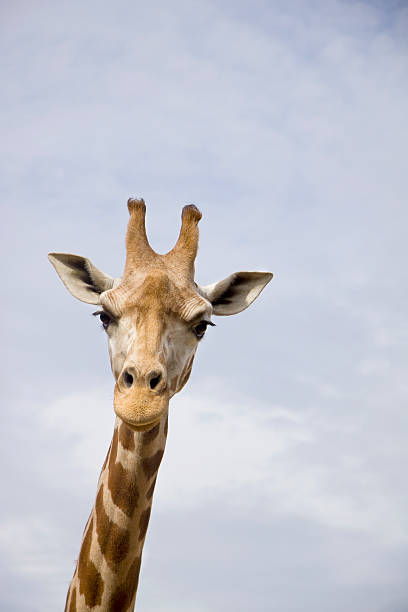 Giraffe against blue sky stock photo