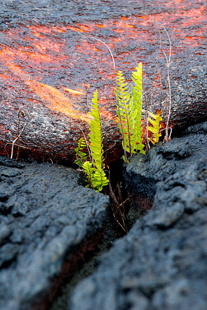 istock Lava burning green ferns 152129716