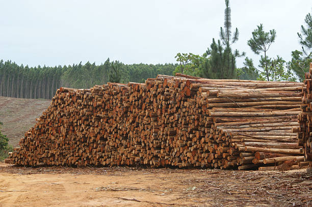 istock Wood and paper industry 152130092