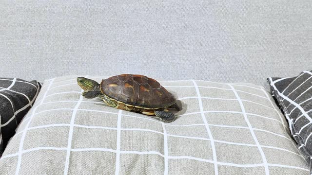 Close-up of a pet turtle on the sofa
