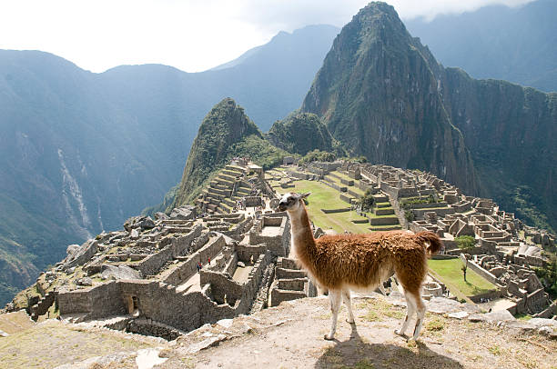 istock llama in Machu Picchu ruins 152130182